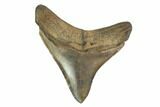 Serrated, Fossil Megalodon Tooth #130091-1